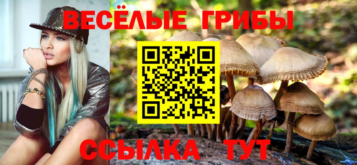 Псилоцибиновые грибы Psilocybe Губаха